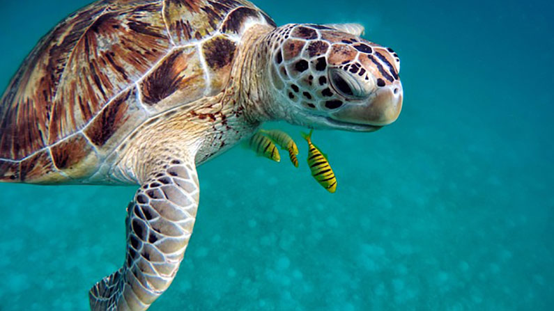 a turtle swimming in the ocean