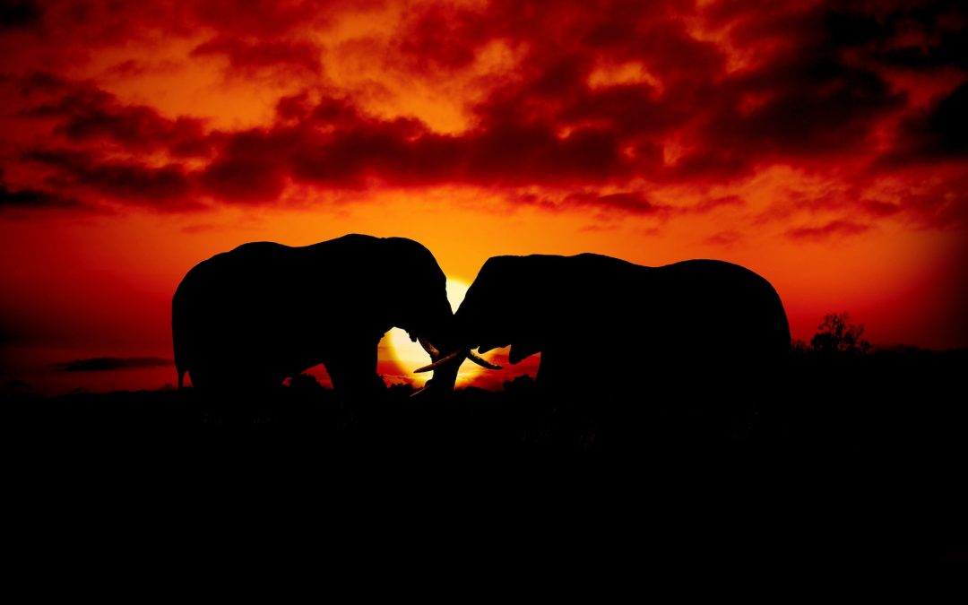 Two elephants in the room