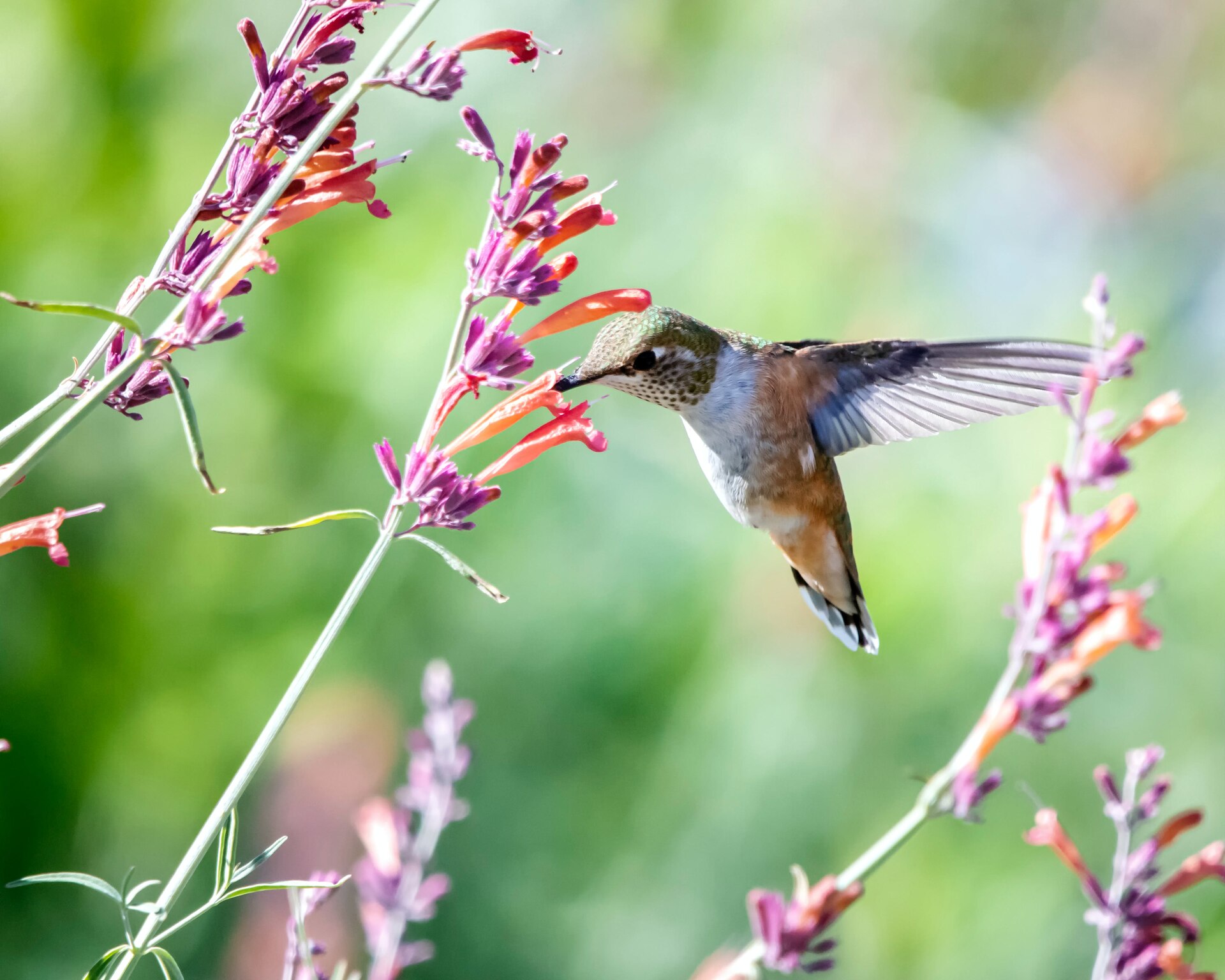Hummingbird - peels, Qalia conscious luxury responsible tourism luxury villa