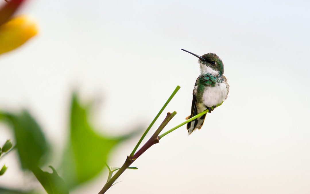 The QALIA Brand and the Hummingbird Legend